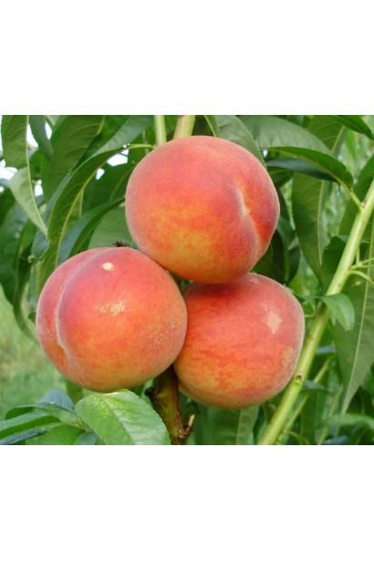 Персик колоновидний Медовий